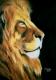 Löwenkopfportrait Löwenkopfportrait
