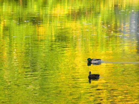 Das Pärchen - Wolfgang Bergter - Array auf Array - Array - 