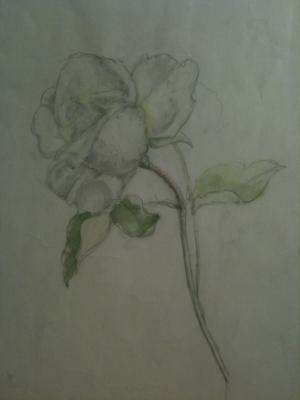 White Rose - Karl Krummel - Array auf Array - Array - Array White Rose - Karl Krummel - Array auf Array - Array - Array