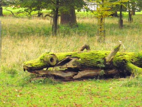 Das Park-Krokodil - Wolfgang Bergter - auf Array - Array - Das Park-Krokodil - Wolfgang Bergter - auf Array - Array -