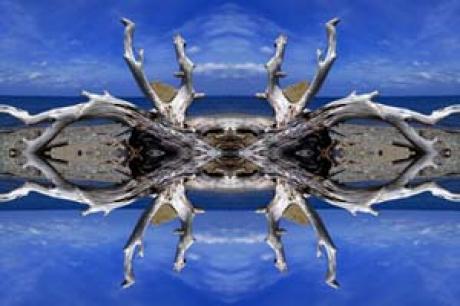 Treibholzsee -  megado -  auf  - Array - 