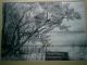 trees / bäume stimmungsbild - tompaint - auf Papier-Glas - Sonstiges-Bäume-Landschaft - trees / bäume stimmungsbild - tompaint - auf Papier-Glas - Sonstiges-Bäume-Landschaft -