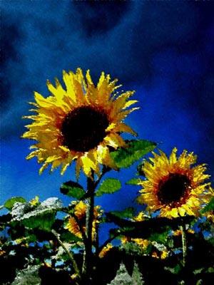 Sonnenblumenfeld 2 - Franz Engel. - Array auf - Array - Sonnenblumenfeld 2 - Franz Engel. - Array auf - Array -