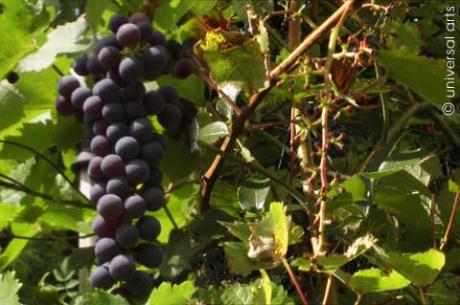 Wine (before & after) v. Mario Strack - Galerie Studio universal arts - auf - Array - Wine (before & after) v. Mario Strack - Galerie Studio universal arts - auf - Array -