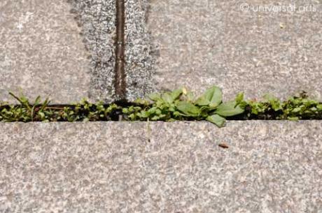 Lifeline 1 von Mario Strack - Galerie Studio universal arts - auf - Array - Lifeline 1 von Mario Strack - Galerie Studio universal arts - auf - Array -