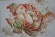 Rose -  Mira - Aquarell auf Papier - Sonstiges-Rosen - 