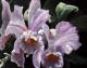 Orchidee - Geert Winkel - Acryl auf Holz -  - Figuration
