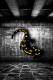 Salamander - Marcus Mueller - Fotocollage auf - Abstrakt-Wildtiere - Salamander - Marcus Mueller - Fotocollage auf - Abstrakt-Wildtiere -