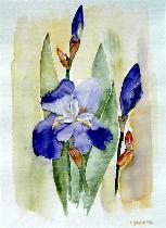 Iris 05/02; Eva Görlich - Eva Goerlich - Array auf Array - Array - Iris 05/02; Eva Görlich - Eva Goerlich - Array auf Array - Array -