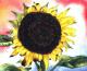 Sunflower 7 -Lutz Erler- - Lutz Erler - Aquarell auf Papier - Sonstiges - Sunflower 7 -Lutz Erler- - Lutz Erler - Aquarell auf Papier - Sonstiges -