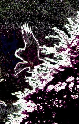 Fischadler - Timm-H. Wemper - auf - Array - Fischadler - Timm-H. Wemper - auf - Array -