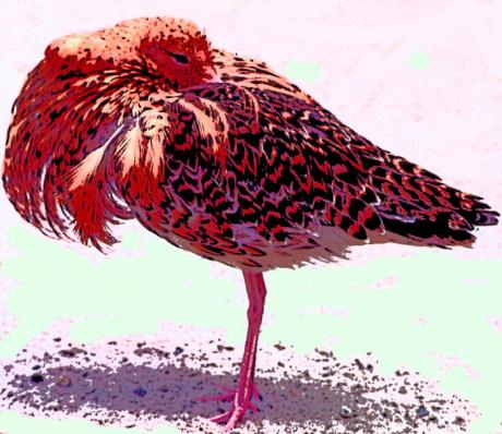 Mittagsruhe - Timm-H. Wemper - auf - Array - Mittagsruhe - Timm-H. Wemper - auf - Array -