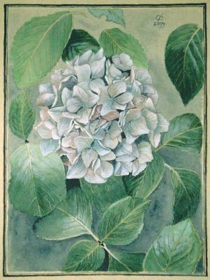 Hortensie (2004) Christine Becker - Christine Becker - Array auf Array - Array - Hortensie (2004) Christine Becker - Christine Becker - Array auf Array - Array -