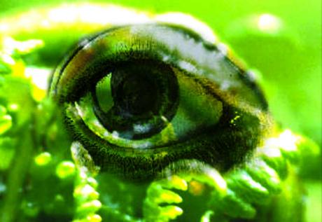 das gruene auge escher_13 (2001) Erich Fritz - e-rich - auf - Array - das gruene auge escher_13 (2001) Erich Fritz - e-rich - auf - Array -