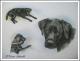 Labradorhündin CARO - Karin Schnabl - Pastell auf - Sonstiges - Labradorhündin CARO - Karin Schnabl - Pastell auf - Sonstiges -