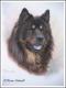 Eurasier CHINOOK Eurasier CHINOOK