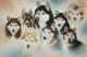 Husky-Rudel - Karin Schnabl - Karin Schnabl - Pastell auf Karton - Sonstiges - Husky-Rudel - Karin Schnabl - Karin Schnabl - Pastell auf Karton - Sonstiges -