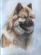 EURASIER - Karin Schnabl - Pastell auf - Sonstiges - EURASIER - Karin Schnabl - Pastell auf - Sonstiges -