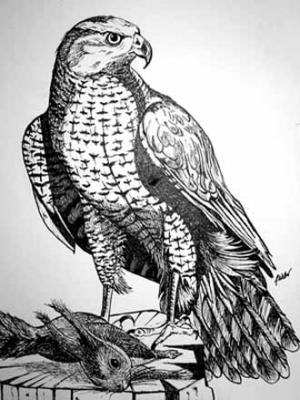 Habicht (2003) Stefan Weber - Stefan Weber - auf - Array - Habicht (2003) Stefan Weber - Stefan Weber - auf - Array -