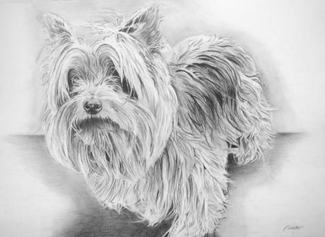 Yorkshire Terrier Portrait (2004) Stefan Weber - Stefan Weber - Array auf - Array - Yorkshire Terrier Portrait (2004) Stefan Weber - Stefan Weber - Array auf - Array -