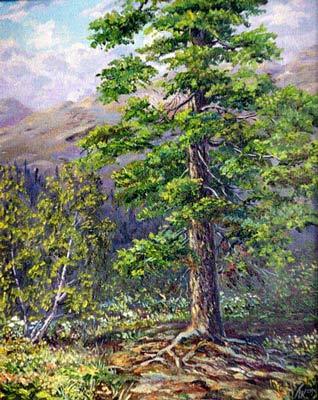 Cedar (2003) Pavel Kalugin - Pavel Kalugin - Array auf Array - Array - Cedar (2003) Pavel Kalugin - Pavel Kalugin - Array auf Array - Array -