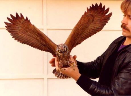 Eule (1984) - Noél Dietrich - Array auf - Array - Eule (1984) - Noél Dietrich - Array auf - Array -