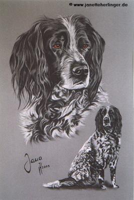 Münsterländerhündin Jana (2003) Janette Herlinger - Janette Herlinger - Array auf - Array - Münsterländerhündin Jana (2003) Janette Herlinger - Janette Herlinger - Array auf - Array -