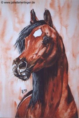 Araberhengst Mohafez (1993) Janette Herlinger - Janette Herlinger - Array auf Array - Array - Araberhengst Mohafez (1993) Janette Herlinger - Janette Herlinger - Array auf Array - Array -