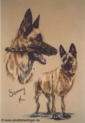 Schäferhündin Sammy (2002) Janette Herlinger - Janette Herlinger - Array auf - Array - Schäferhündin Sammy (2002) Janette Herlinger - Janette Herlinger - Array auf - Array -
