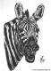 Lachendes Zebra (1997) Janette Herlinger - Janette Herlinger - Kohle auf Papier - Sonstiges - Lachendes Zebra (1997) Janette Herlinger - Janette Herlinger - Kohle auf Papier - Sonstiges -
