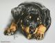 Baby-Rottweiler Alexis (2010) - Janette Herlinger - Pastell-Kohle auf Papier - Sonstiges - Baby-Rottweiler Alexis (2010) - Janette Herlinger - Pastell-Kohle auf Papier - Sonstiges -