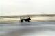Surfer Dog (2004) Robert Küppers - Robert Küppers - auf - Sonstiges - Surfer Dog (2004) Robert Küppers - Robert Küppers - auf - Sonstiges -