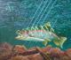 Rainbow Trout (2005) - Dida - Dida - Acryl auf Leinwand - Sonstiges - Rainbow Trout (2005) - Dida - Dida - Acryl auf Leinwand - Sonstiges -