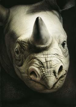 Spitzmaulnashorn - Carl W. Röhrig - Carl W. Röhrig - auf - Array - Spitzmaulnashorn - Carl W. Röhrig - Carl W. Röhrig - auf - Array -