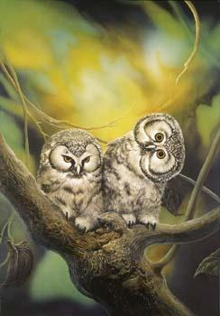 Raufußkäuze - Carl W. Röhrig - Carl W. Röhrig - auf - Array - Raufußkäuze - Carl W. Röhrig - Carl W. Röhrig - auf - Array -