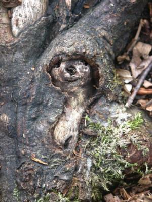 Zipfy (2006) - Burre Carmen - auf - Array - Zipfy (2006) - Burre Carmen - auf - Array -