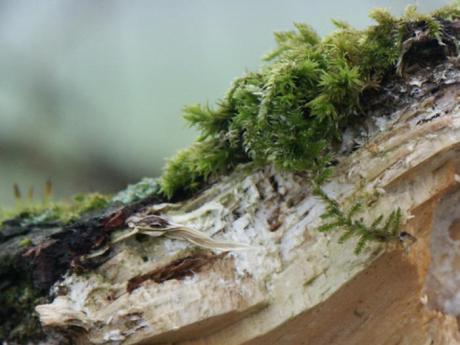 Mooselfe (2006) - Burre Carmen - auf - Array - Mooselfe (2006) - Burre Carmen - auf - Array -