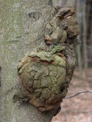 13. Dickes Häschen - Burre Carmen - auf - Array - 13. Dickes Häschen - Burre Carmen - auf - Array -