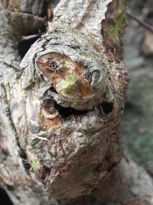 33. NaNu - Burre Carmen - auf - Array - 33. NaNu - Burre Carmen - auf - Array -