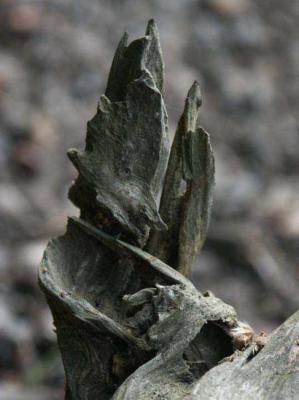 27. Kobold - Burre Carmen - auf - Array - 27. Kobold - Burre Carmen - auf - Array -