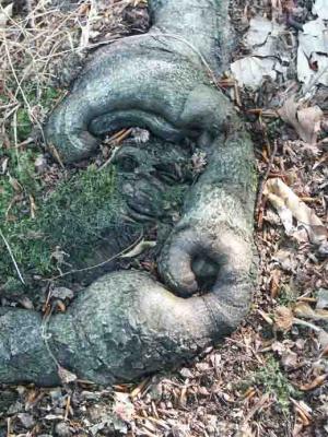 21. Gemütliche Baumwurzel - Burre Carmen - auf - Array - 21. Gemütliche Baumwurzel - Burre Carmen - auf - Array -