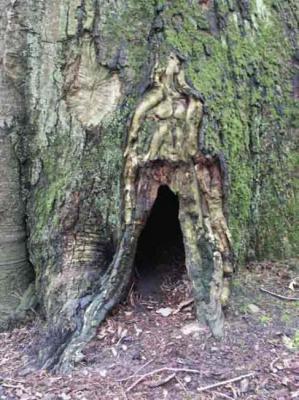 25. HÜTERIN DER BAUMHÖHLE - Burre Carmen - auf - Array - 25. HÜTERIN DER BAUMHÖHLE - Burre Carmen - auf - Array -