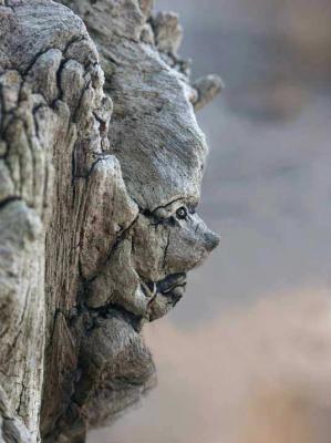 6. Biest - Burre Carmen - auf - Array - 6. Biest - Burre Carmen - auf - Array -