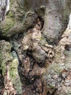 49. Wind - Burre Carmen - auf - Array - 49. Wind - Burre Carmen - auf - Array -