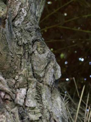 52. Zwerg Nase - Burre Carmen - auf - Array - 52. Zwerg Nase - Burre Carmen - auf - Array -