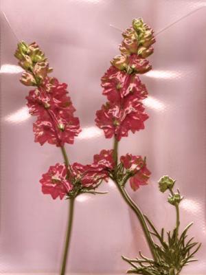 Serie Blumen - Sibylle Möller - auf Array - Array - Serie Blumen - Sibylle Möller - auf Array - Array -