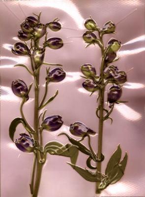 Serie Blumen - Sibylle Möller - auf Array - Array - Serie Blumen - Sibylle Möller - auf Array - Array -