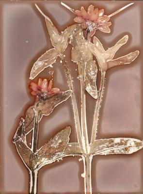 Serie Botanigraphie - Sibylle Möller - auf Array - Array - Serie Botanigraphie - Sibylle Möller - auf Array - Array -