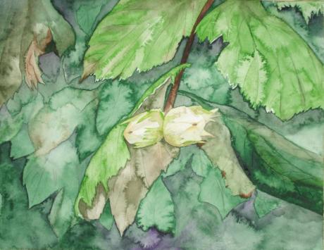 Hasel - Grüne Nüsse (2006) - Hanka & Frank Koebsch - Array auf Array - Array - Hasel - Grüne Nüsse (2006) - Hanka & Frank Koebsch - Array auf Array - Array -