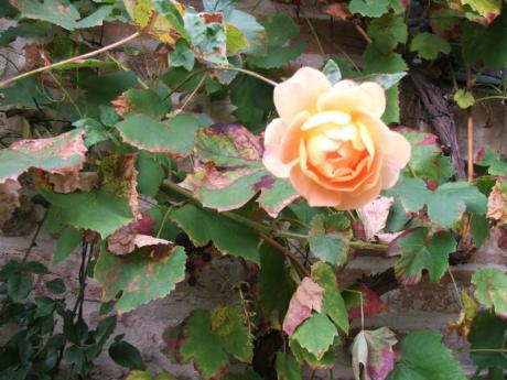 Rose (2006) - Hanka & Frank Koebsch - auf - Array - Rose (2006) - Hanka & Frank Koebsch - auf - Array -